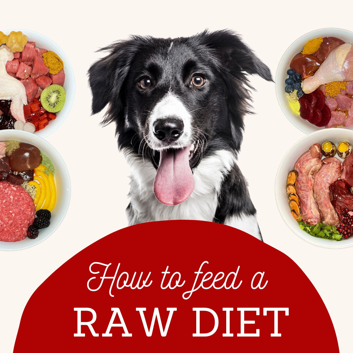 What to feed your dog hotsell