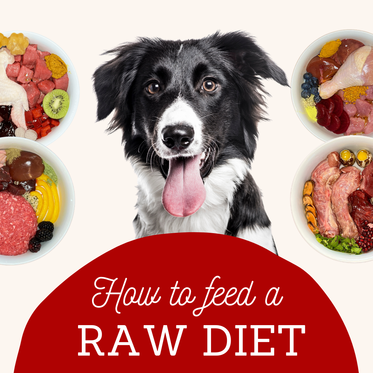 How To Feed Your Dog A Raw Diet eBook